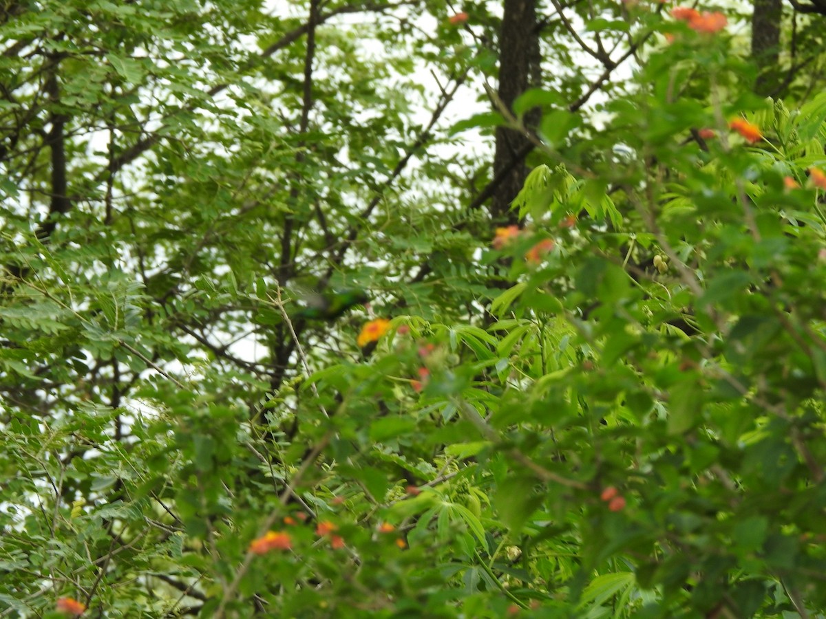 Esmeralda Ventridorada - ML646018322