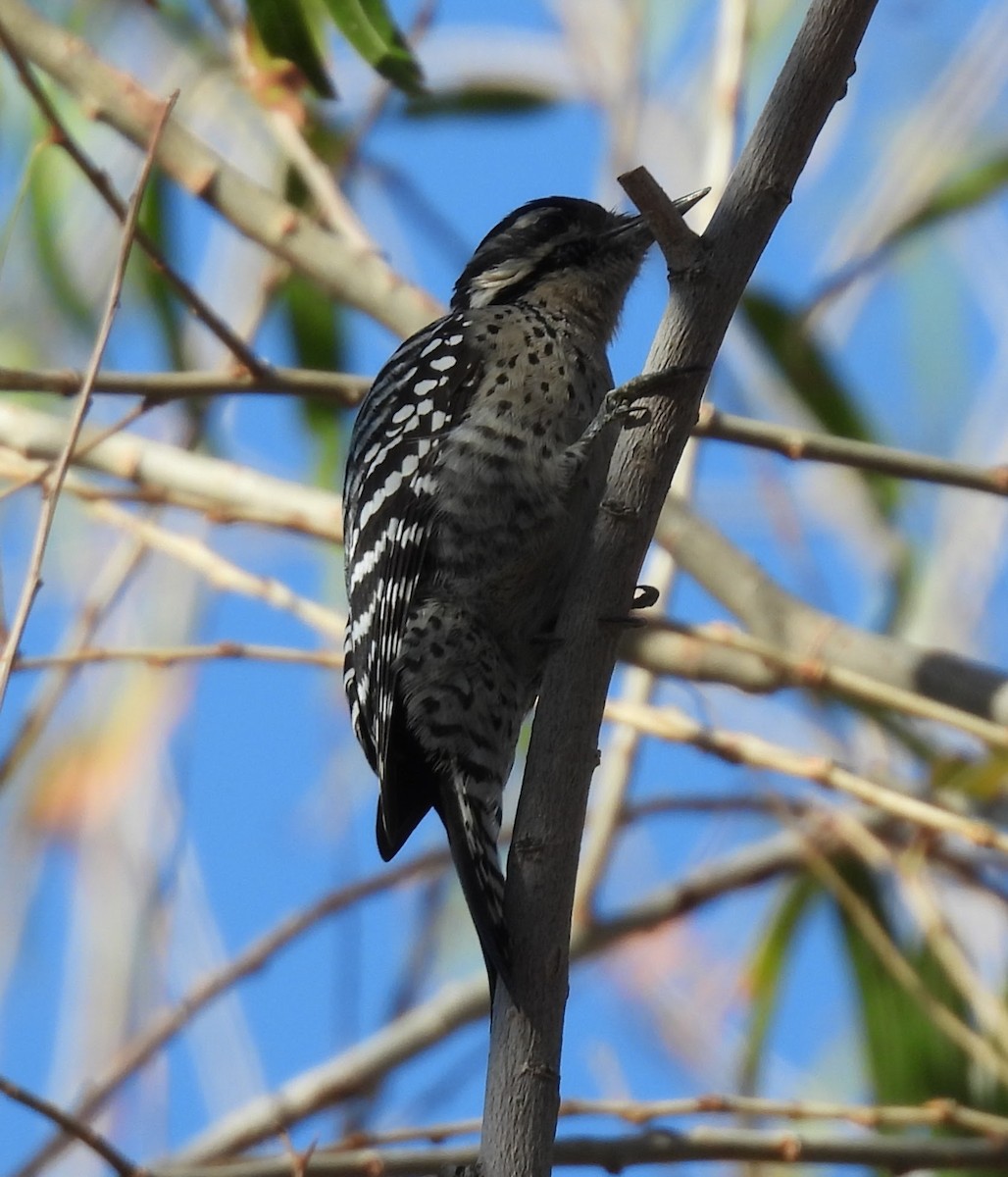 Pico Mexicano - ML646018323