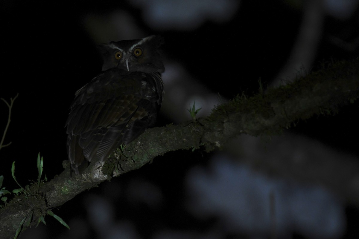 Búho Corniblanco - ML646018324