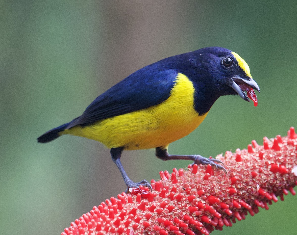 Eufonia Coronipinta - ML646018326