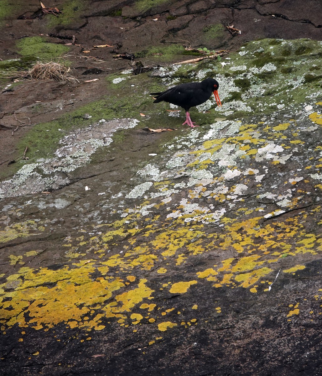 Ostrero Variable - ML646018328