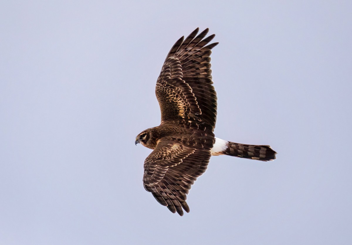 Aguilucho de Hudson - ML646018329