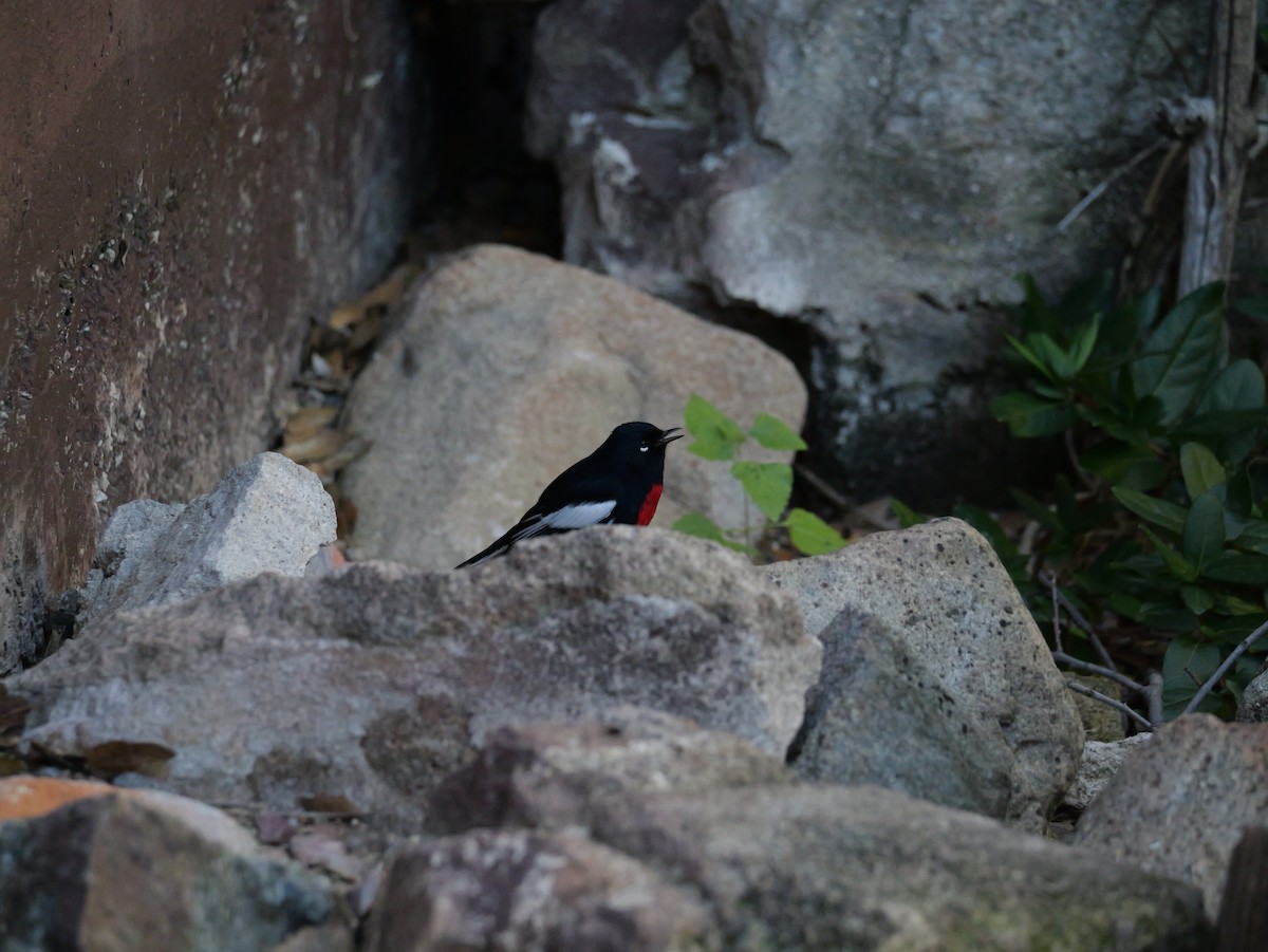 Painted Redstart - ML646018330