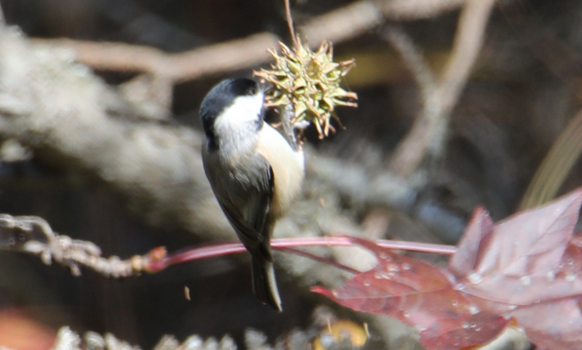 Каролинская гаичка - ML646018334