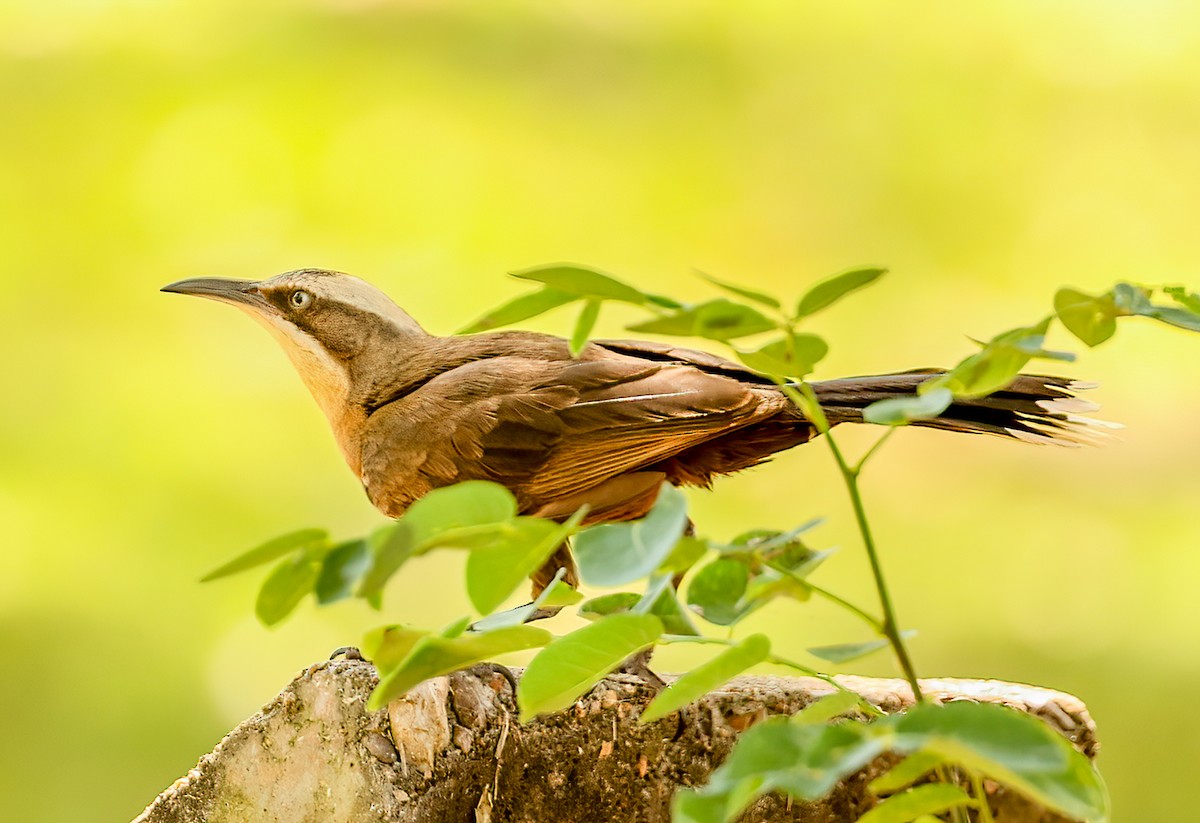 オーストラリアマルハシ - ML646018338