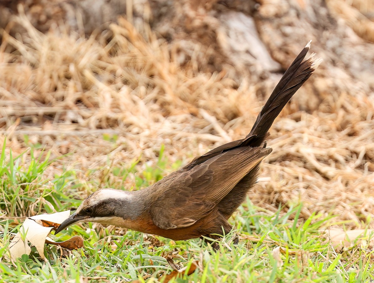 オーストラリアマルハシ - ML646018339