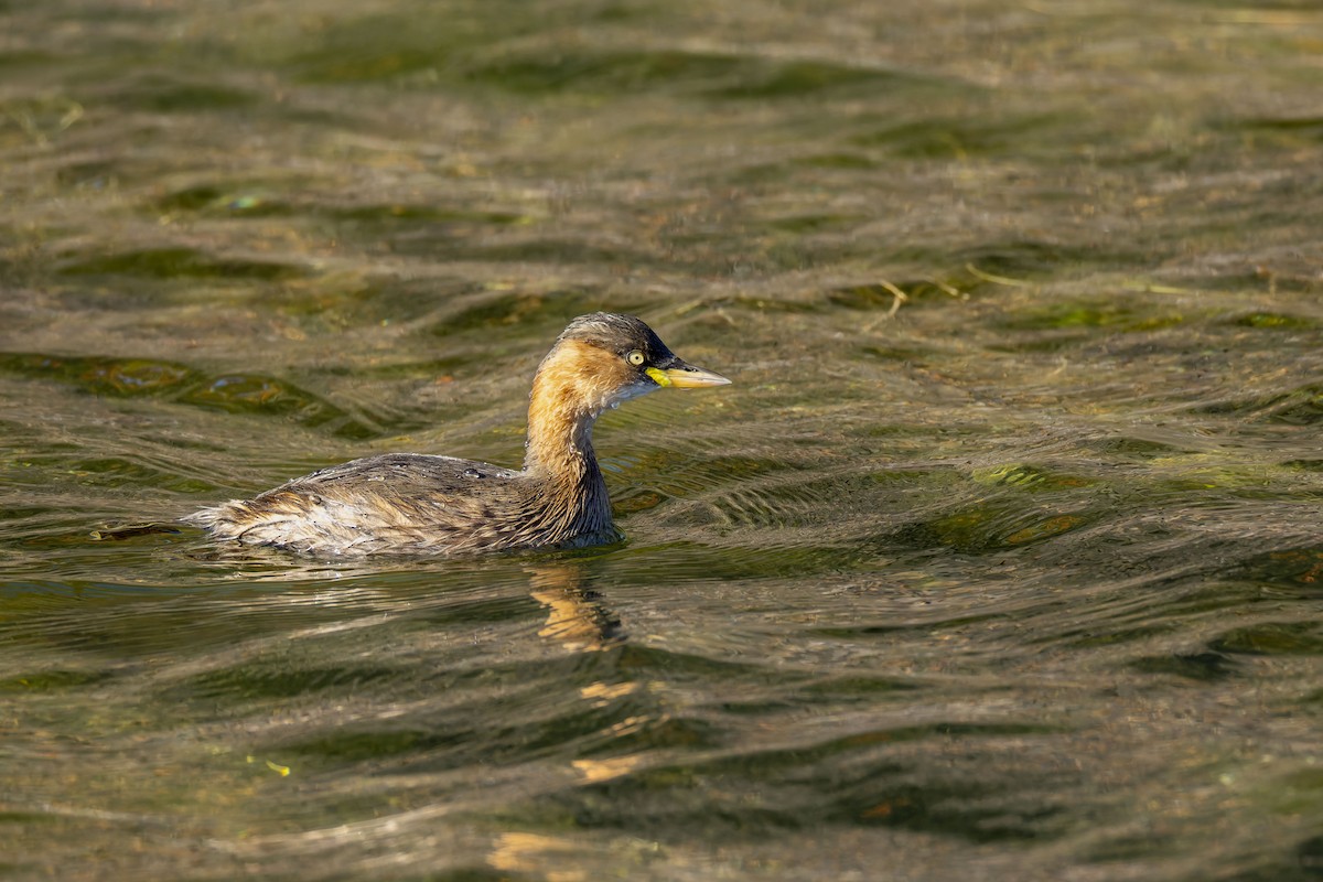Little Grebe - ML646018345