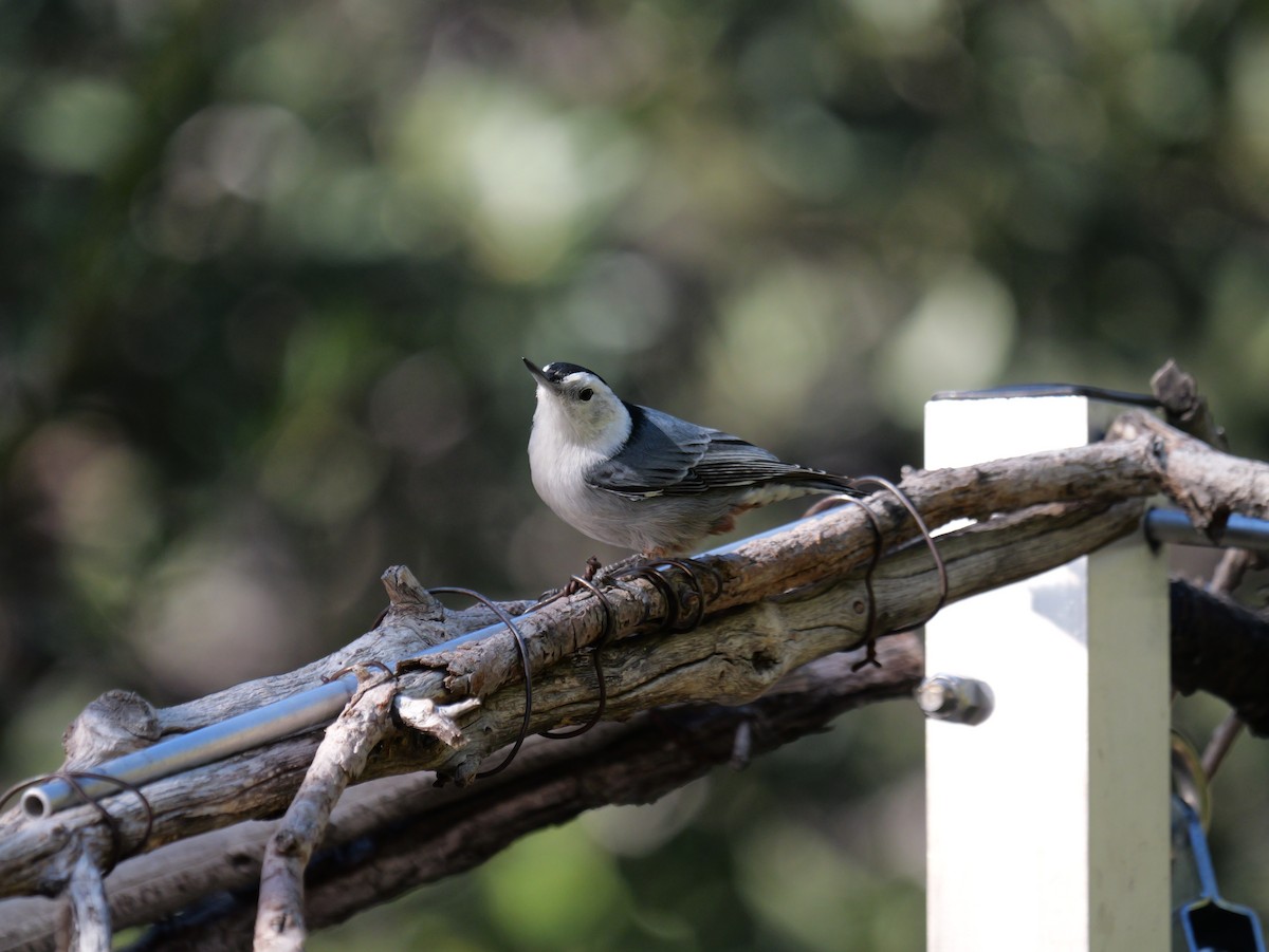 White-breasted Nuthatch - ML646018346