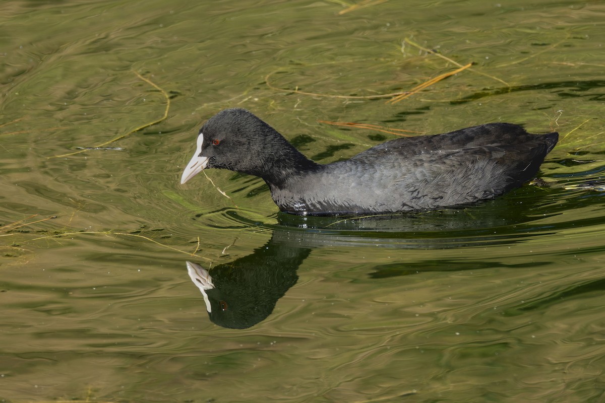 Eurasian Coot - ML646018350