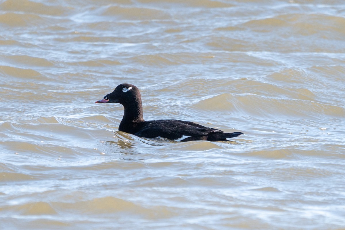 White-winged Scoter - ML646018352