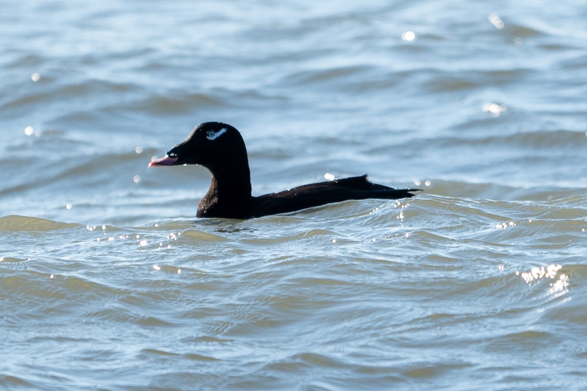 White-winged Scoter - ML646018353