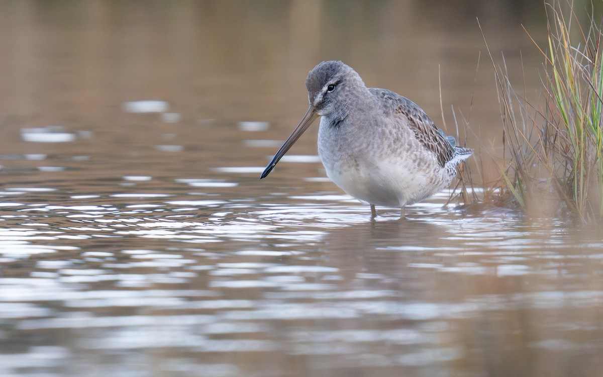 Неголь довгодзьобий - ML646018354