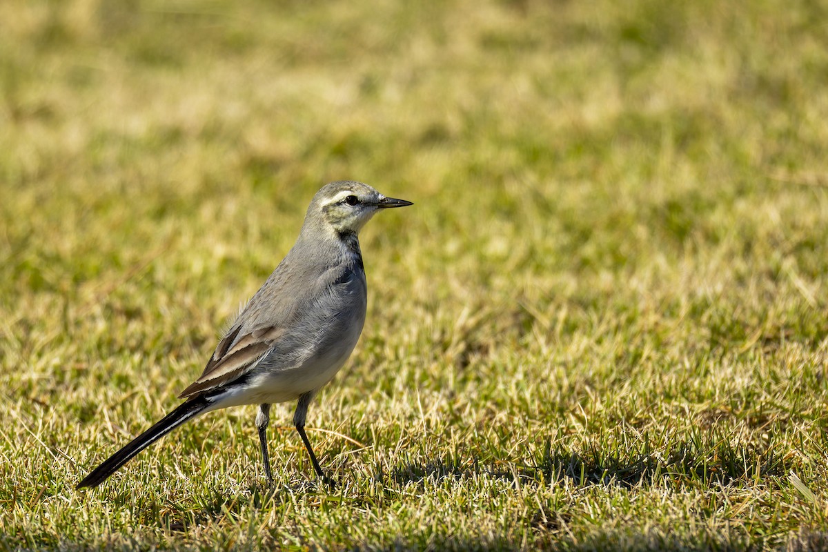 White Wagtail - ML646018358