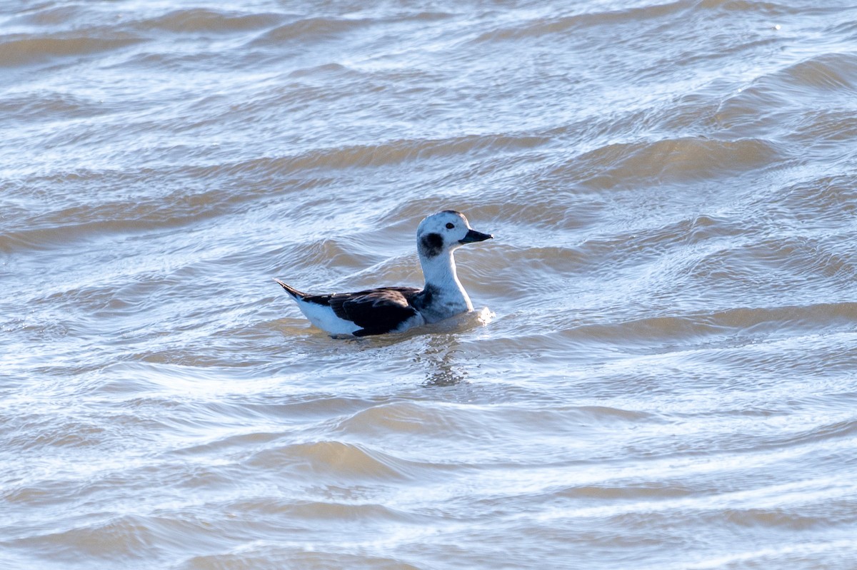 Long-tailed Duck - ML646018360