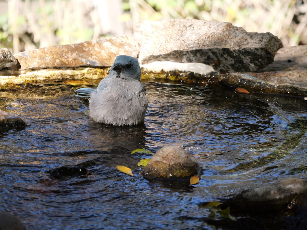 sojka mexická - ML646018364