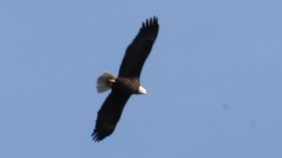 Bald Eagle - ML646018365