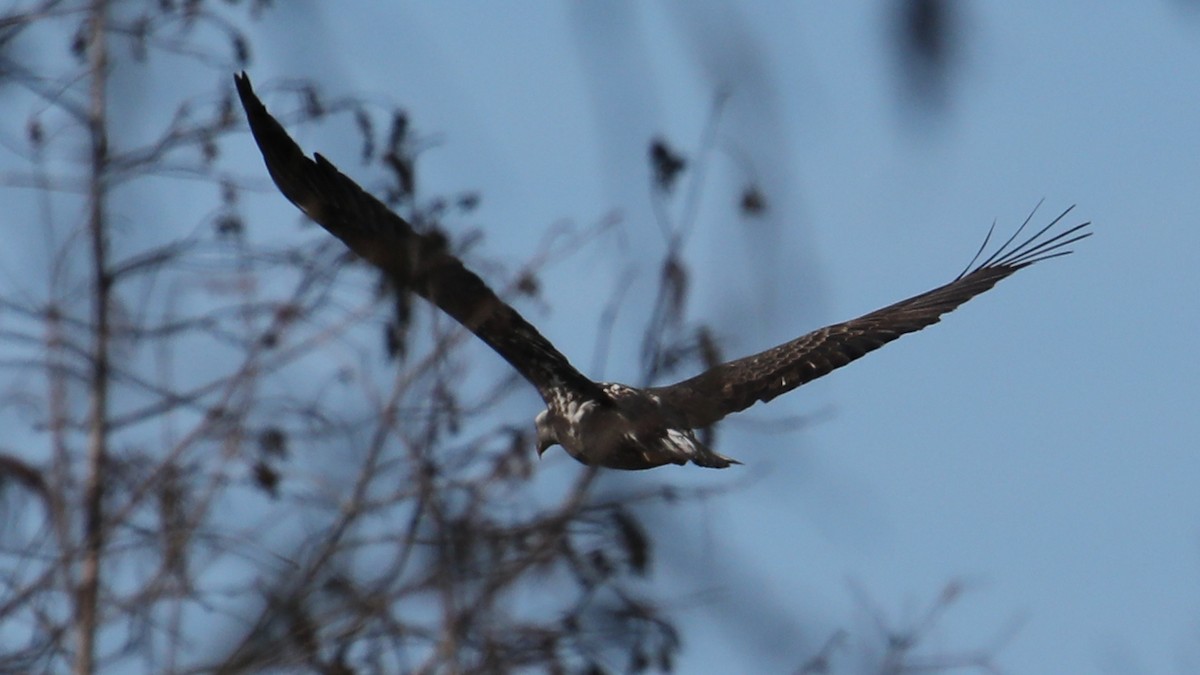 Bald Eagle - ML646018368