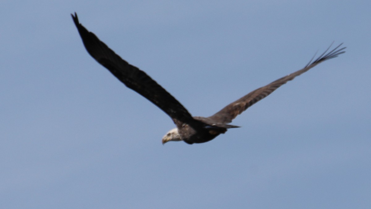 Bald Eagle - ML646018369