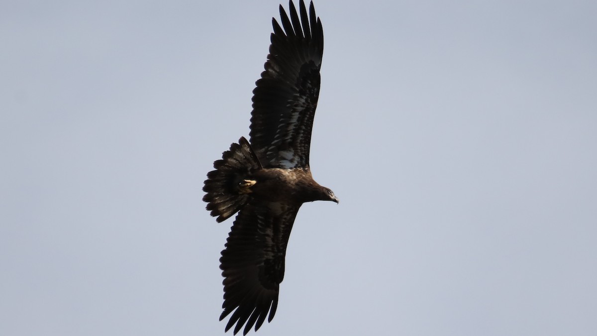 Bald Eagle - ML646018370