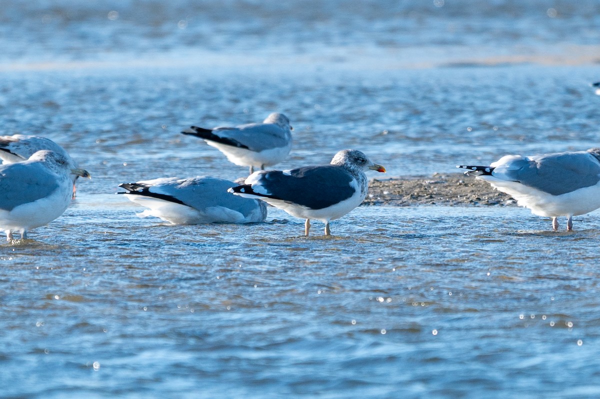 Lesser Black-backed Gull - ML646018375