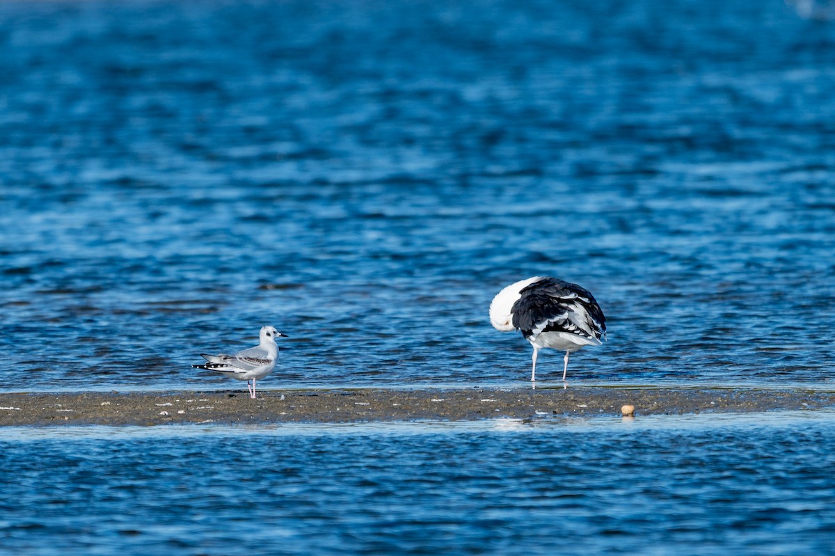 Bonaparte's Gull - ML646018382