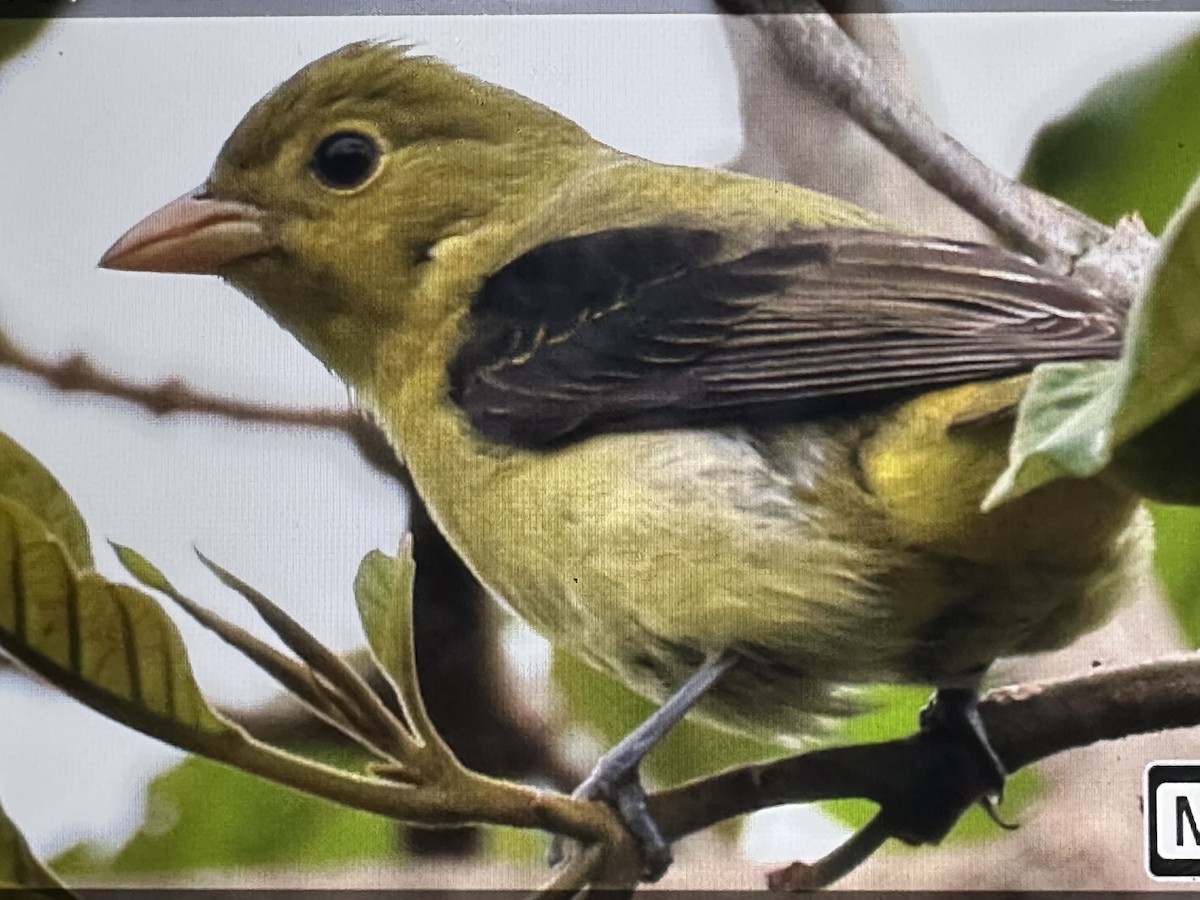 Scarlet Tanager - ML646018383