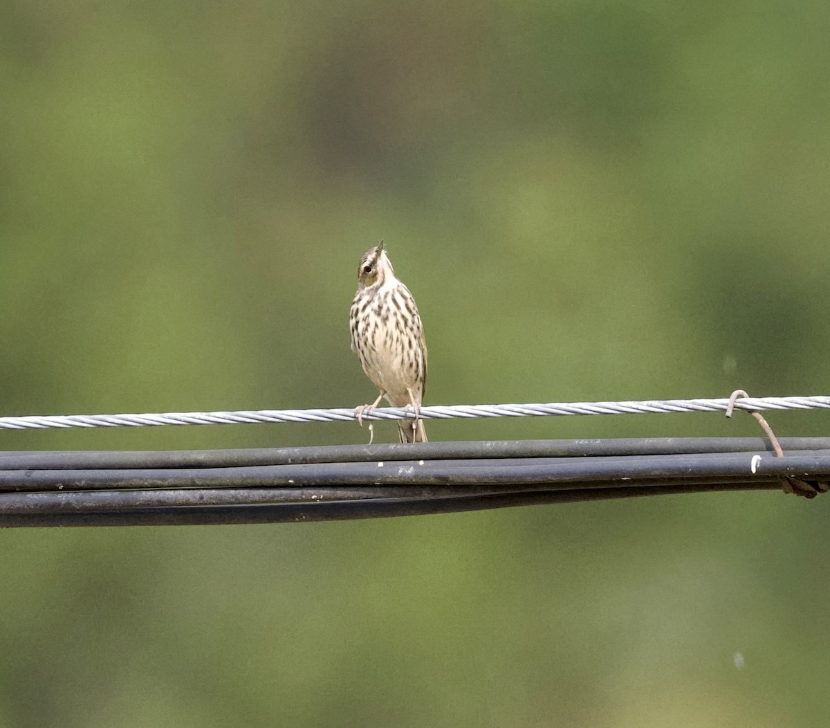 Rosy Pipit - ML646018384
