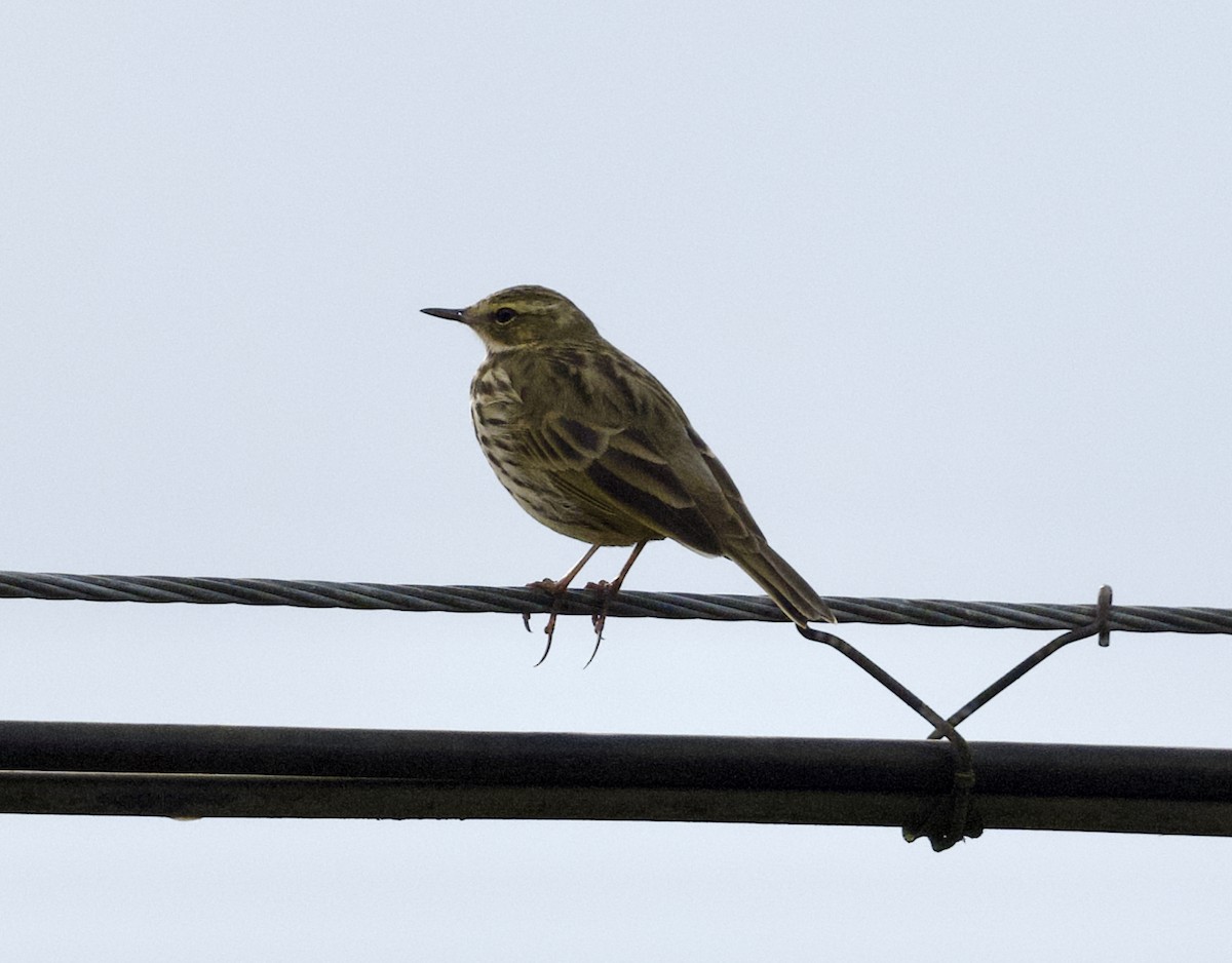 Rosy Pipit - ML646018385