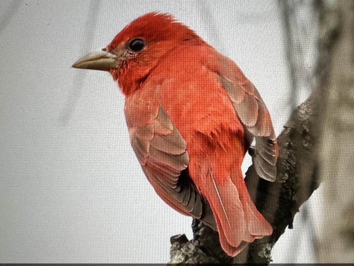 Summer Tanager - ML646018386