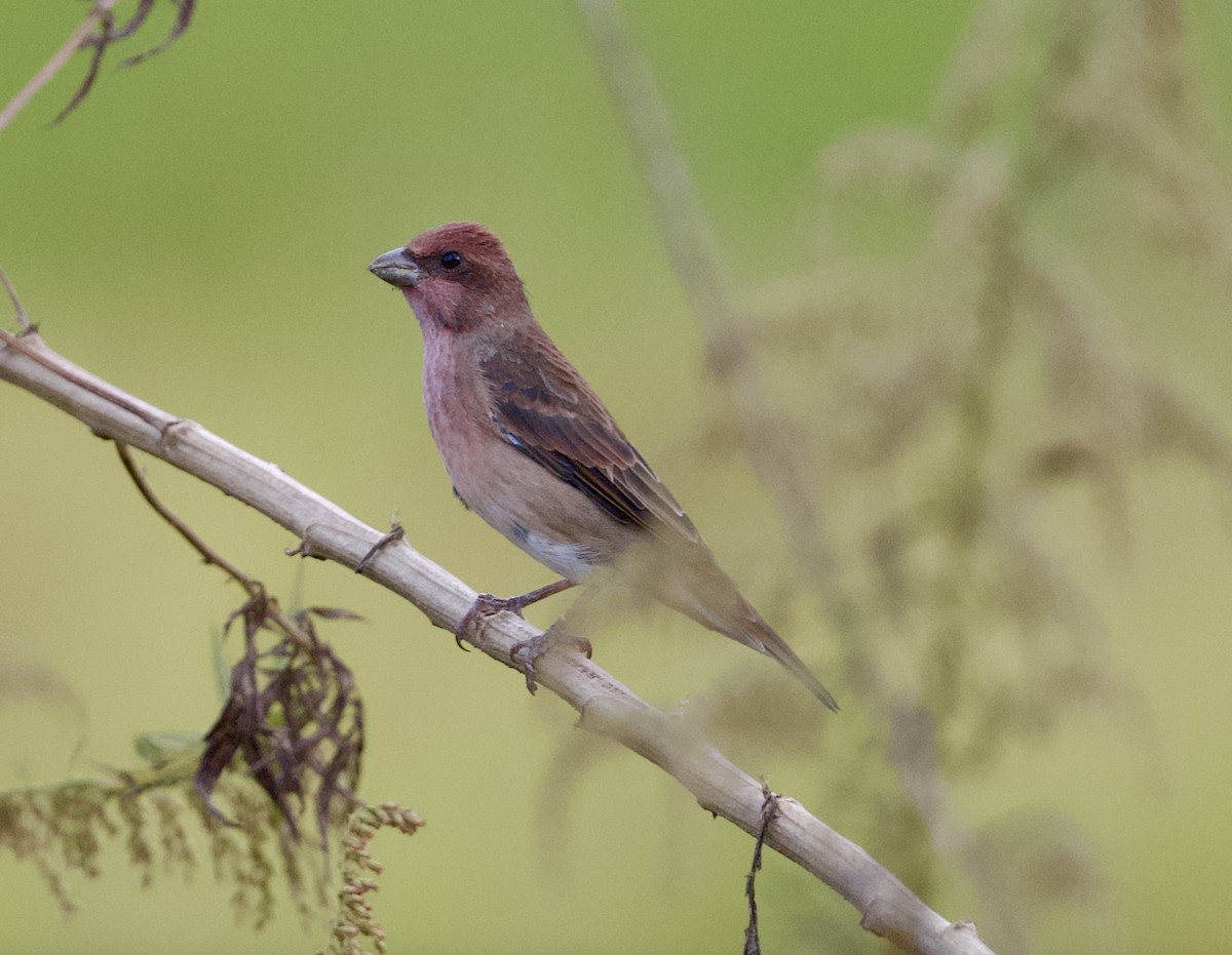 Common Rosefinch - ML646018387