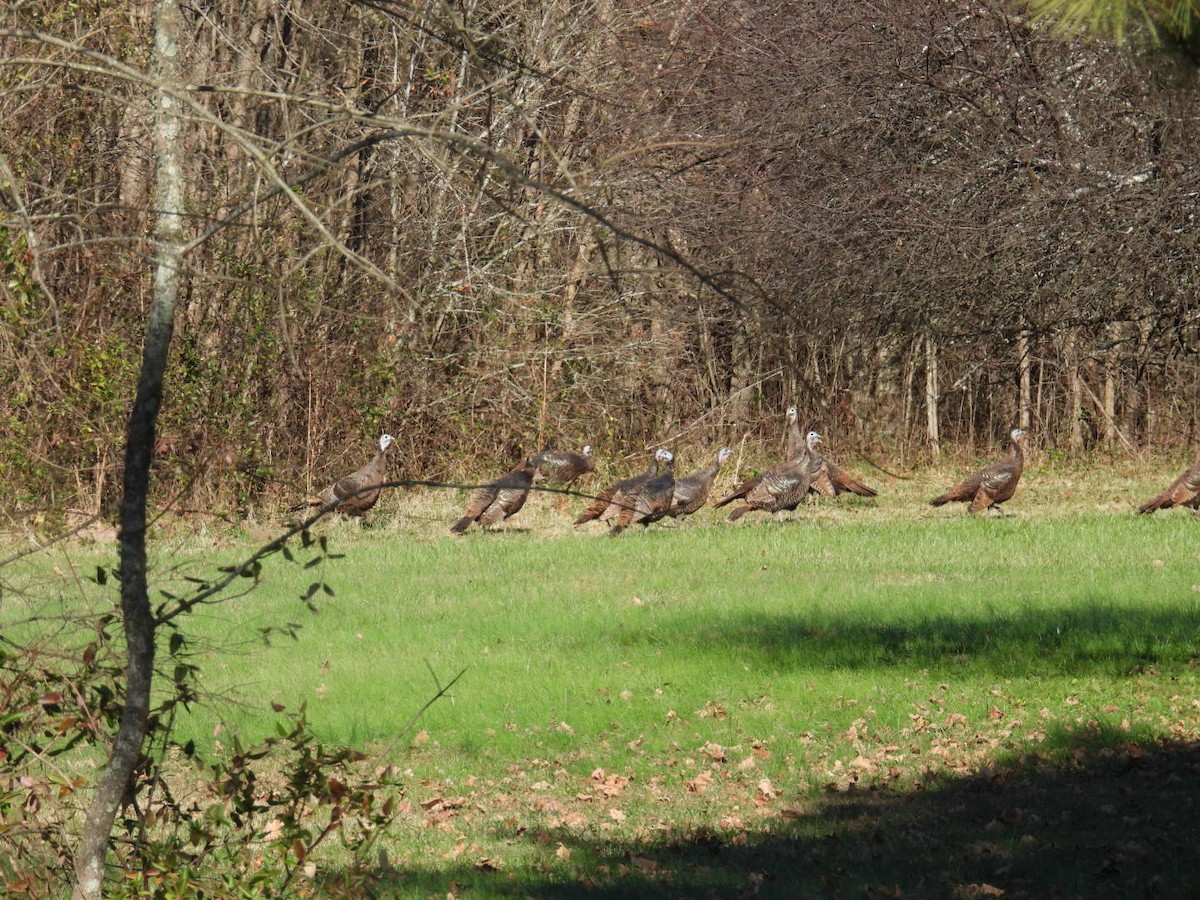 Wild Turkey - ML646018388