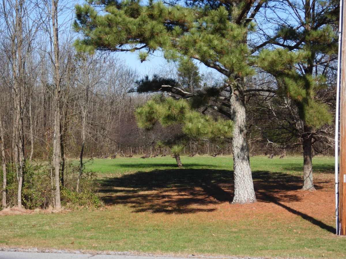 Wild Turkey - ML646018389