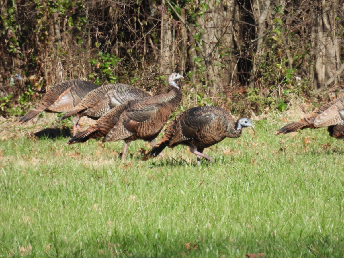 Wild Turkey - ML646018390