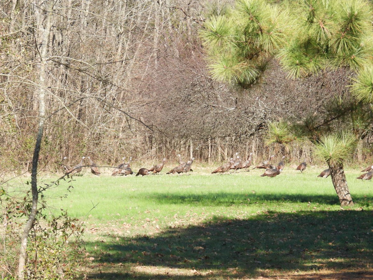 Wild Turkey - ML646018391