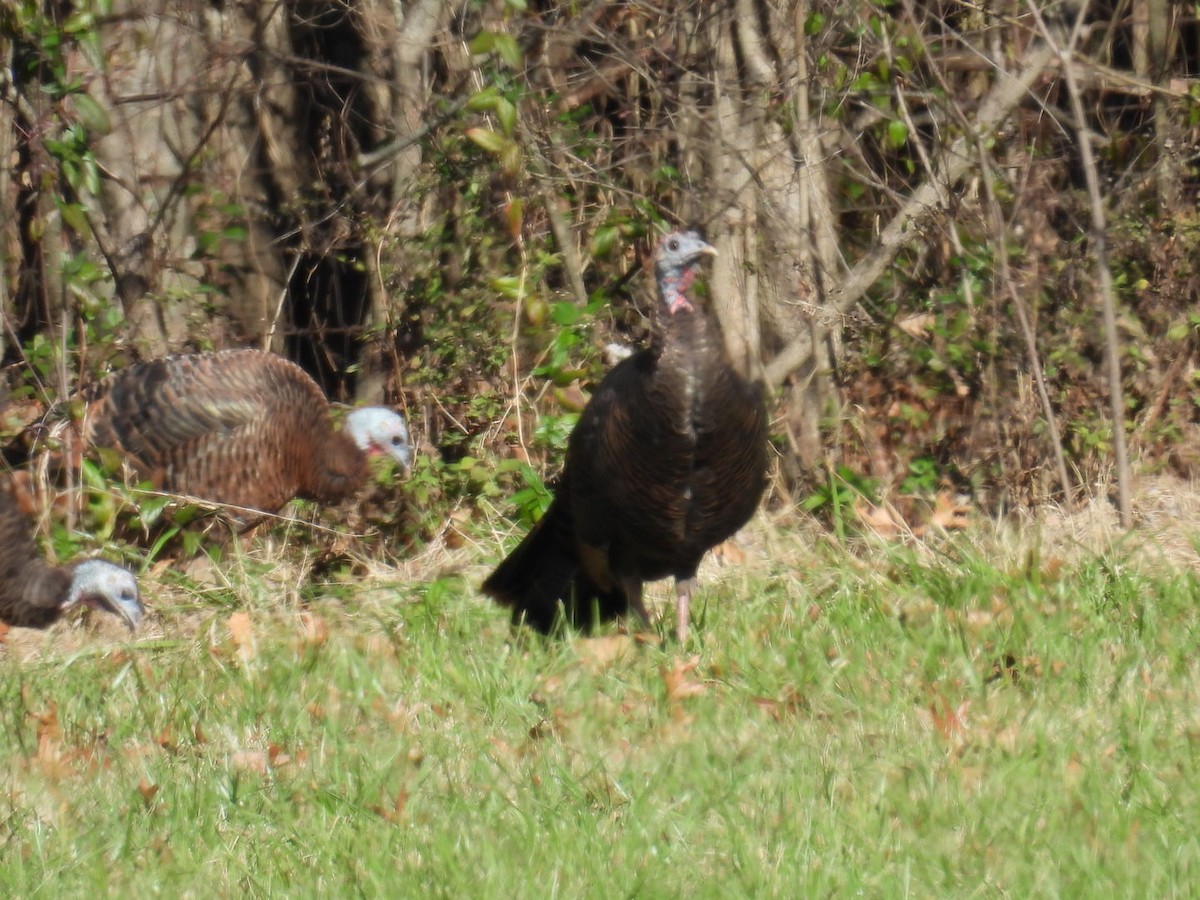 Wild Turkey - ML646018392