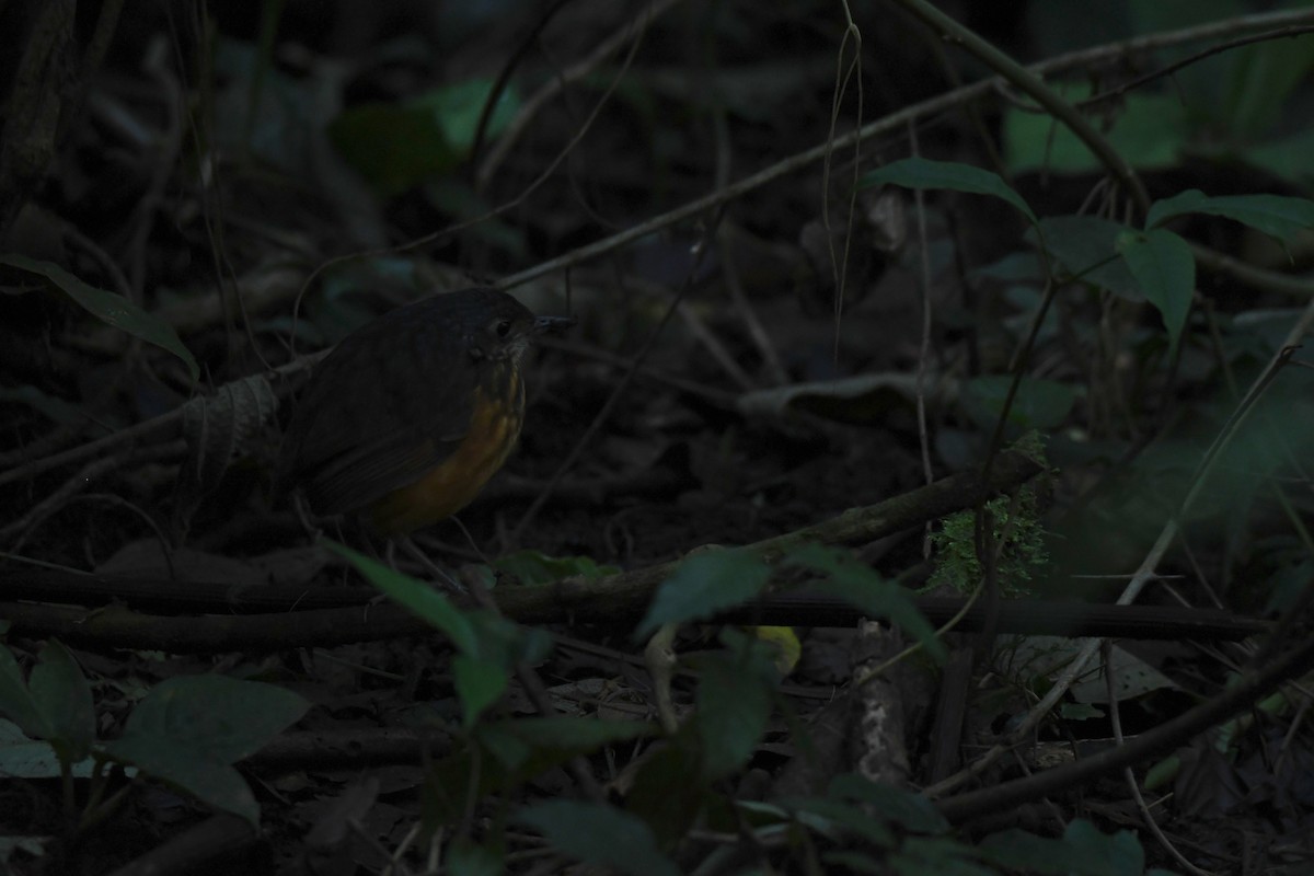 Thicket Antpitta - ML646018393