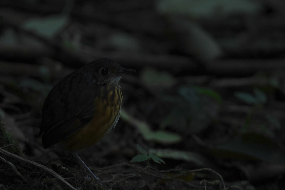 Thicket Antpitta - ML646018394