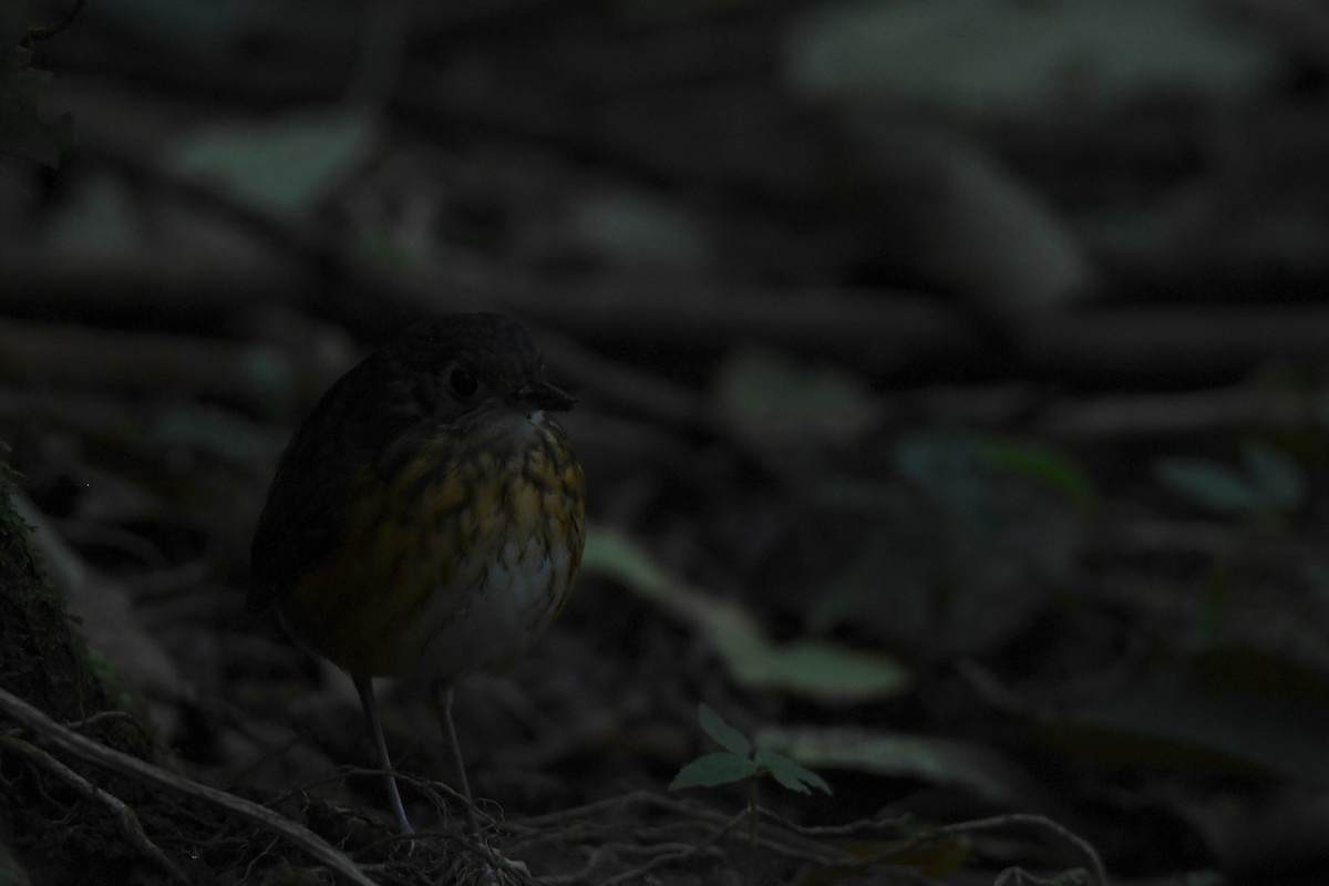 Thicket Antpitta - ML646018395