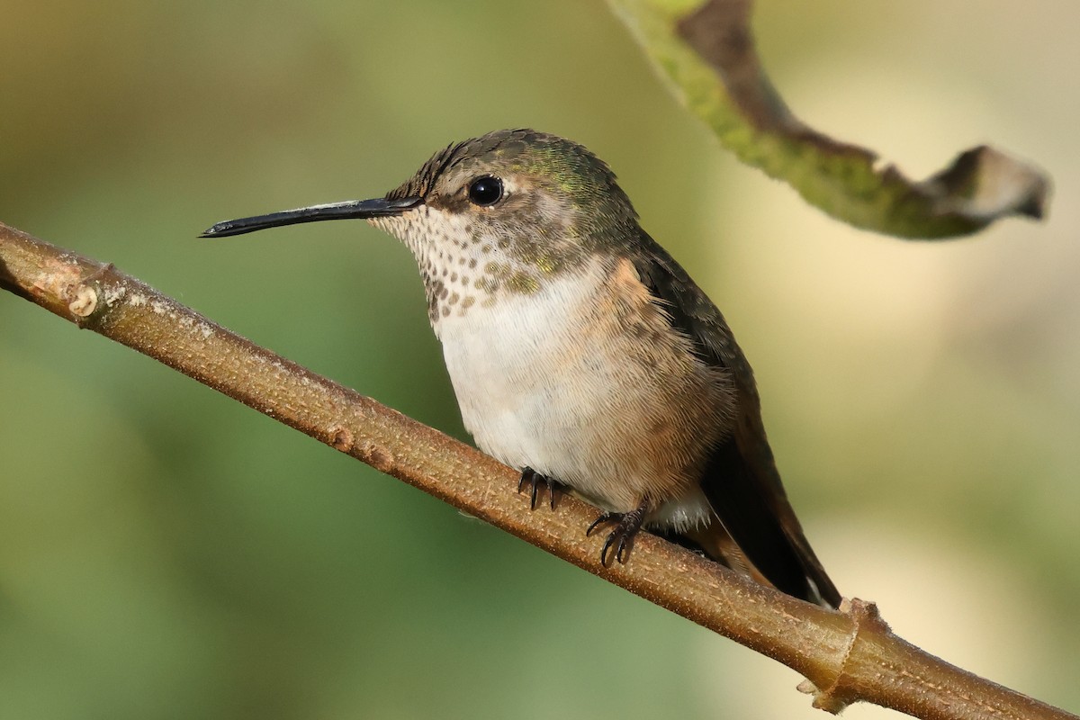 Allen's Hummingbird - ML646018396