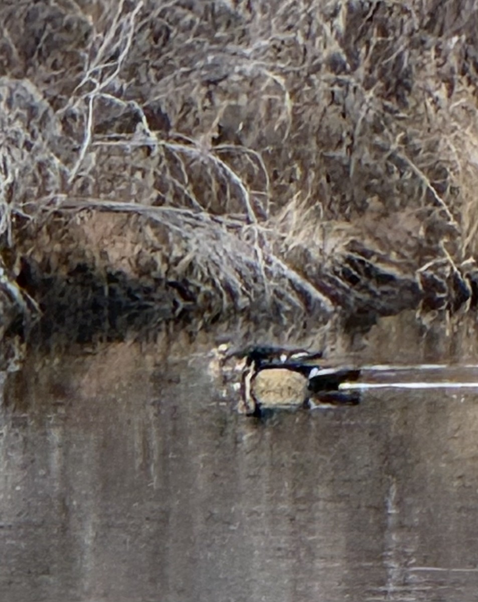 Wood Duck - ML646018398