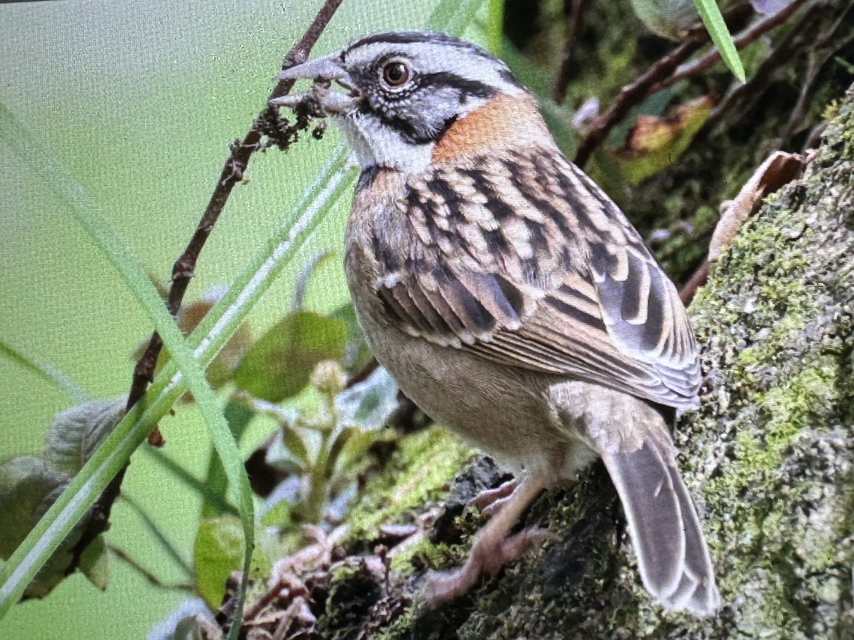 Rufous-collared Sparrow - ML646018399