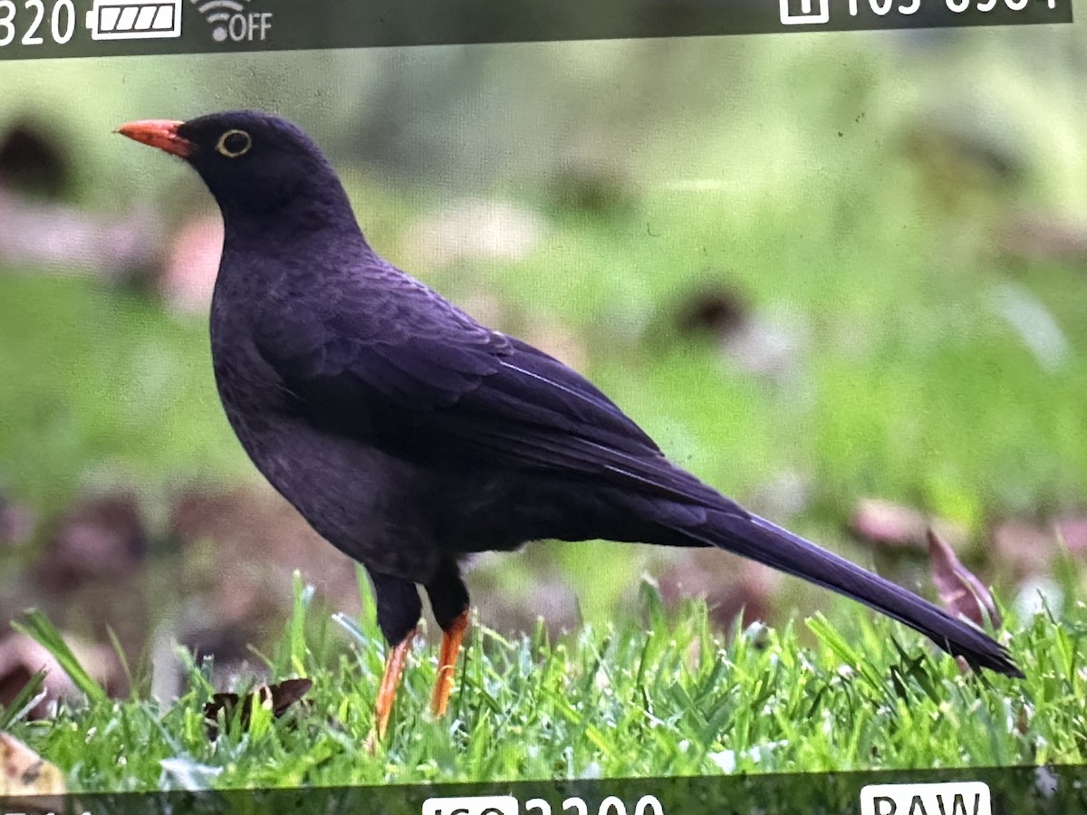 Great Thrush - ML646018401