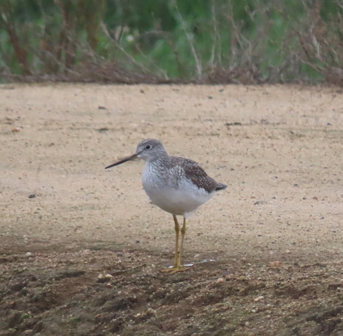 Greater Yellowlegs - ML646018402