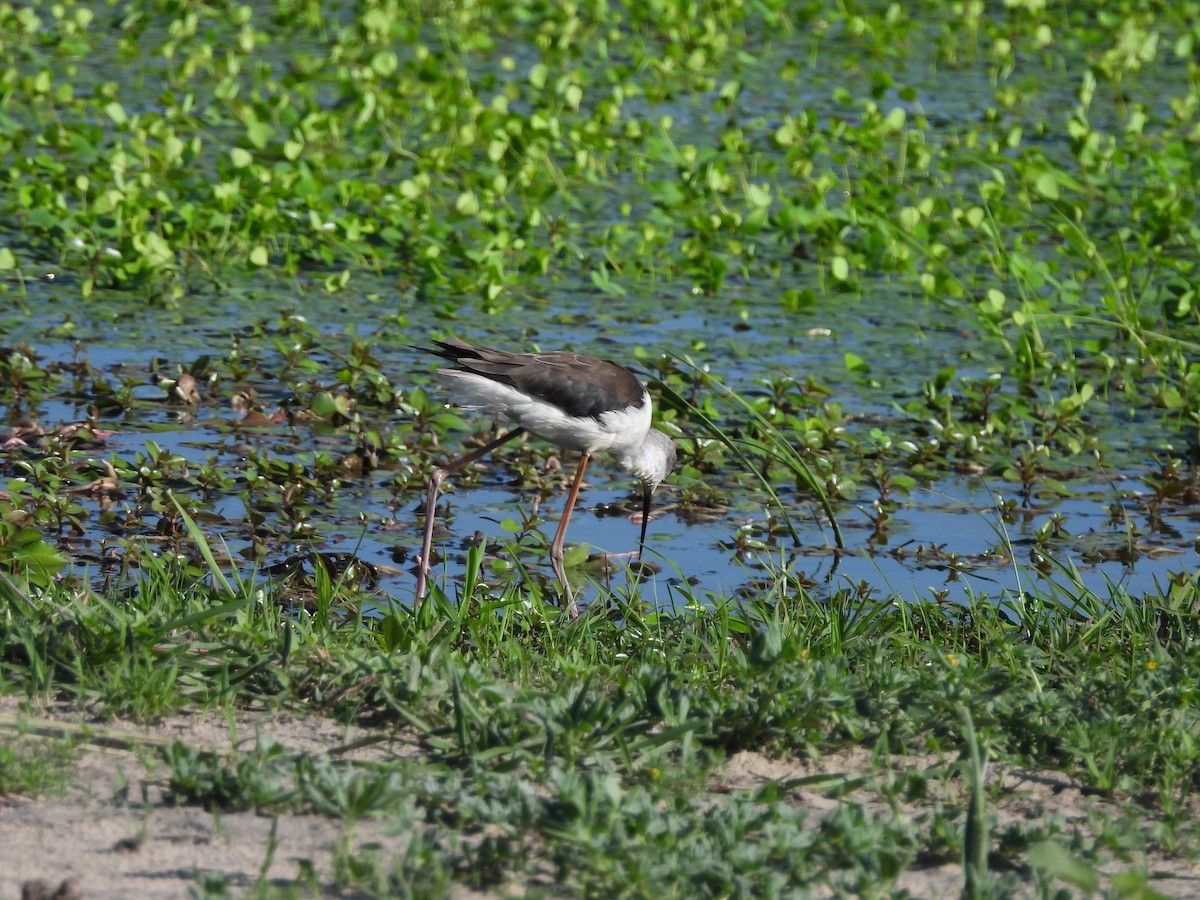 Black-winged Stilt - ML646018403