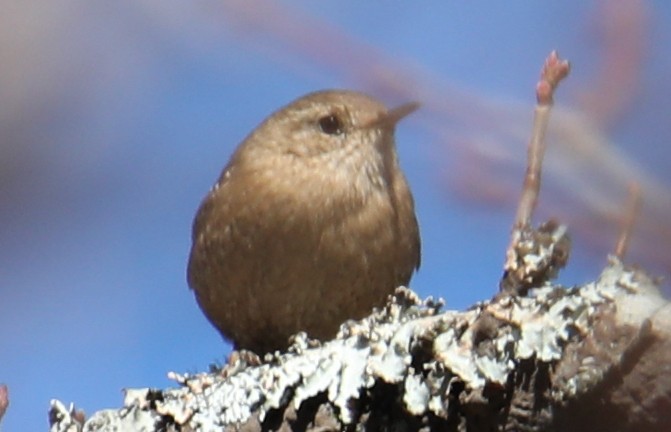Winter Wren - ML646018404