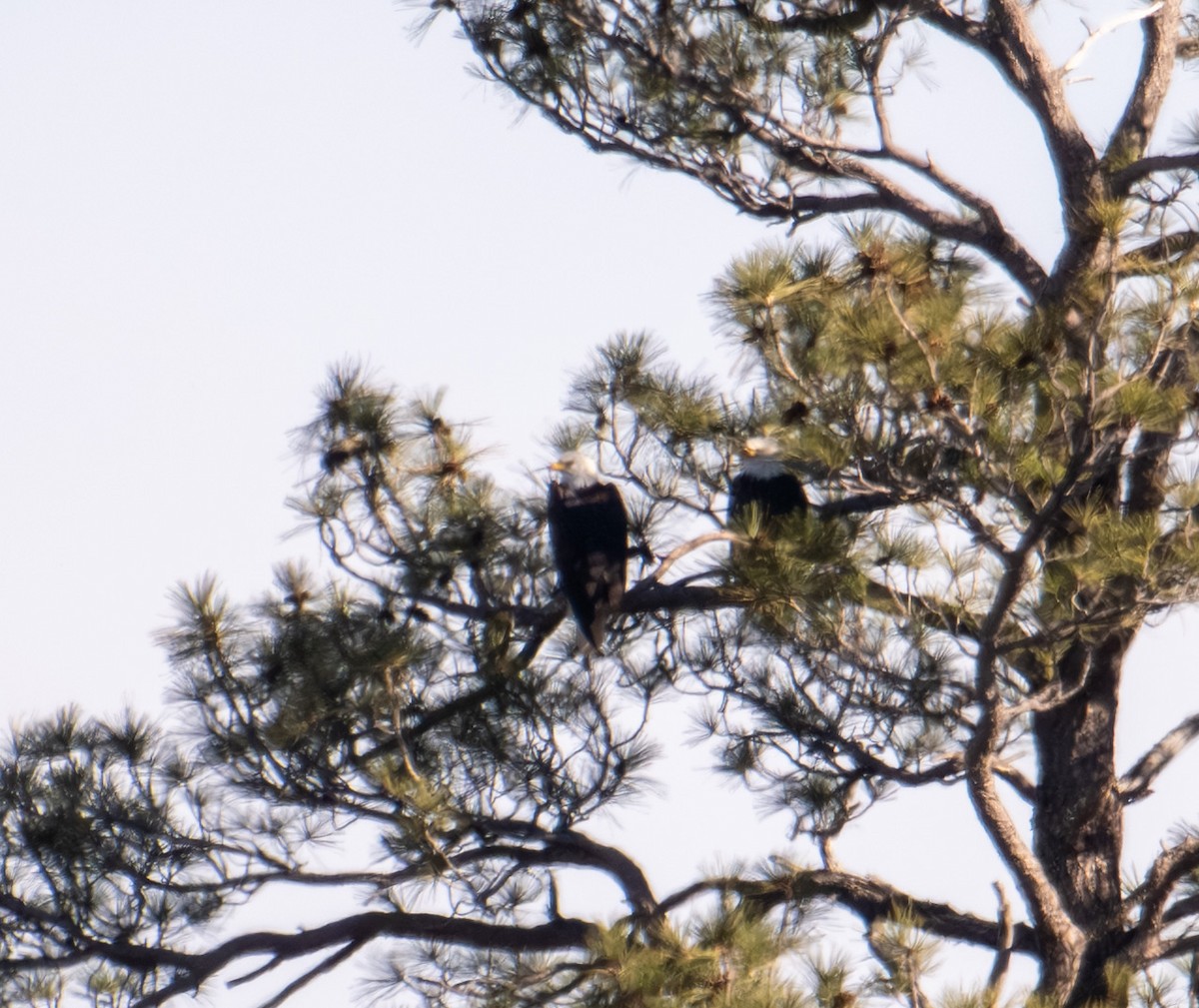 Bald Eagle - ML646018405