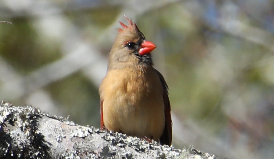 Northern Cardinal - ML646018409