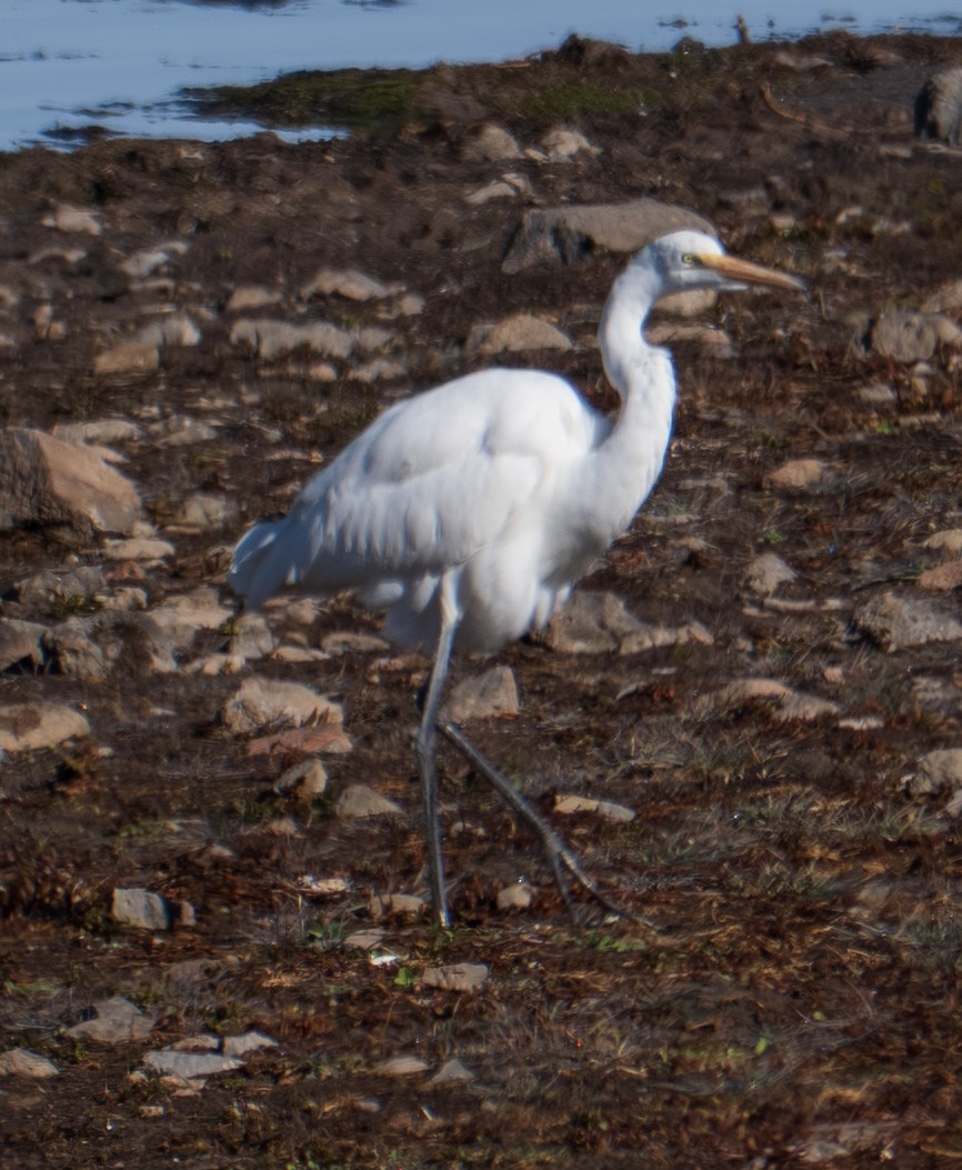 Garceta Grande - ML646018438