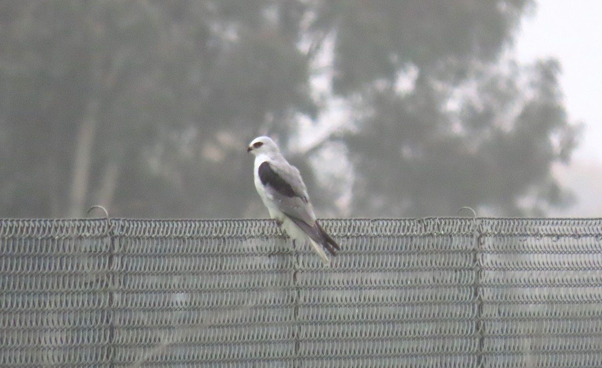 White-tailed Kite - ML646018445