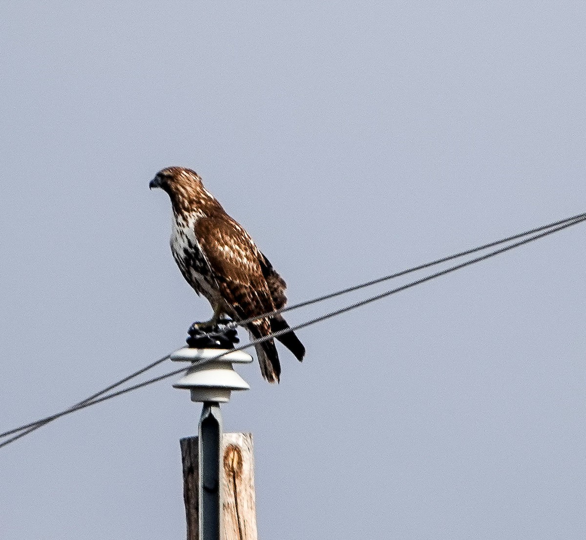 Краснохвостый канюк - ML646018473